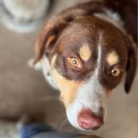 Toby, abandonné de roumanie, à adopter