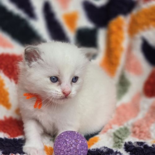 Ragdoll chatons #2