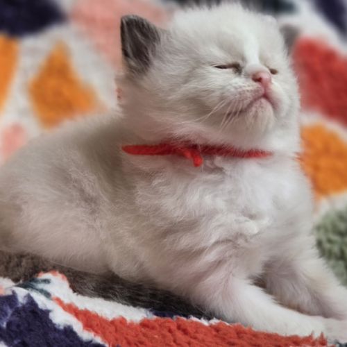 Ragdoll chatons #0