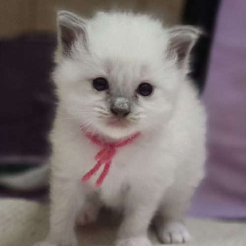 Ragdoll chatons #4