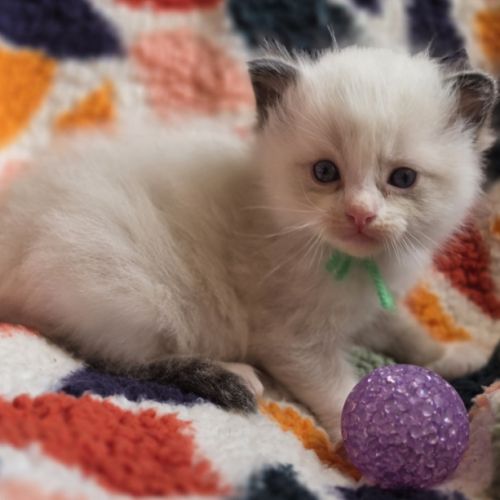 Ragdoll chatons #5