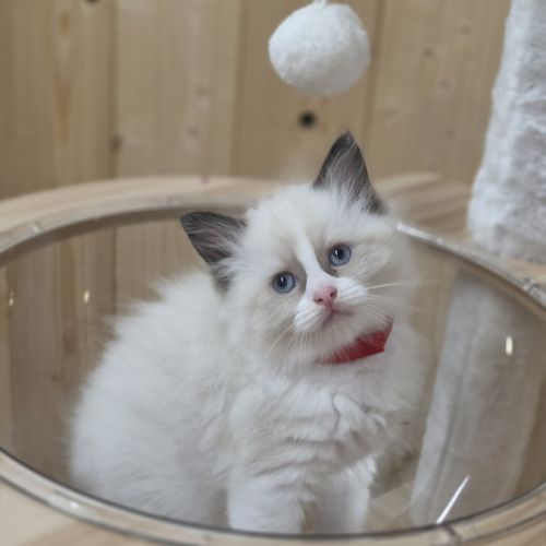Ragdoll chatons