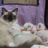 Ragdoll chatons #1