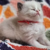 Ragdoll chatons