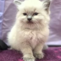 Ragdoll chatons #1
