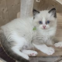 Ragdoll chatons #2