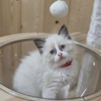 Ragdoll chatons