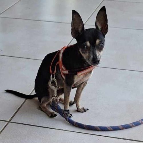 Ziggy le petit pinscher #2
