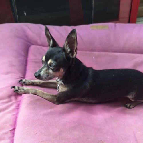 Ziggy le petit pinscher #3