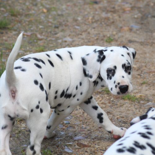 Chiot femelle dalmatien #1