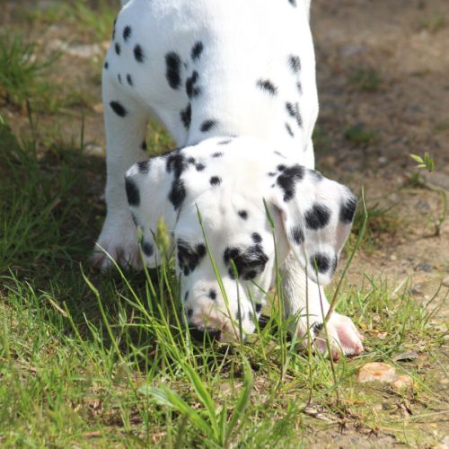 Chiot femelle dalmatien #0