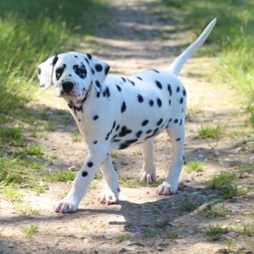 Chiot femelle dalmatien #3