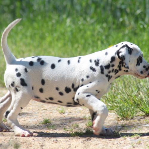Chiot femelle dalmatien #4