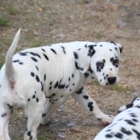 Chiot femelle dalmatien #1