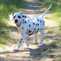 Chiot femelle dalmatien #3