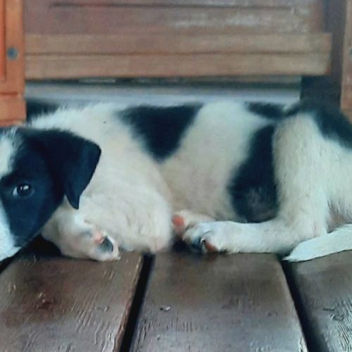 tanin #3