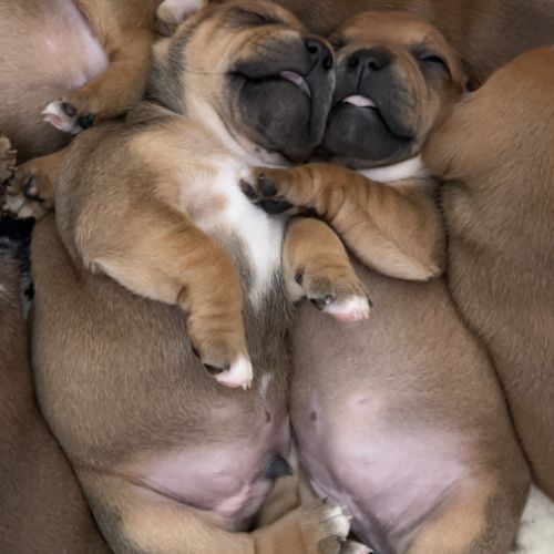Staffie chiot #1