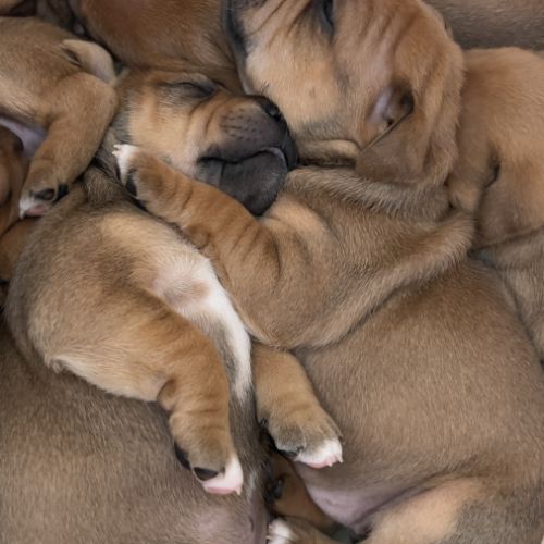 Staffie chiot #2