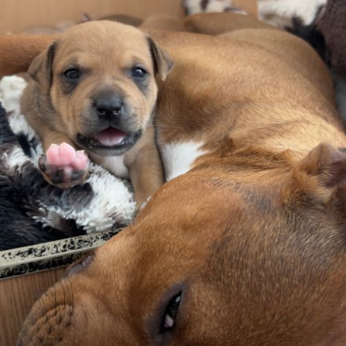 Staffie chiot #3