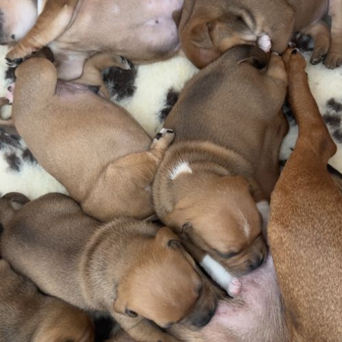 Staffie chiot #4