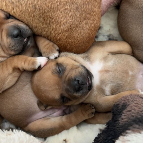 Staffie chiot #5