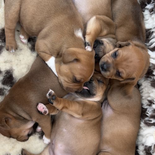 Staffie chiot #0