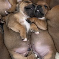 Staffie chiot #1