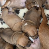 Staffie chiot #4
