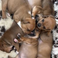 Staffie chiot
