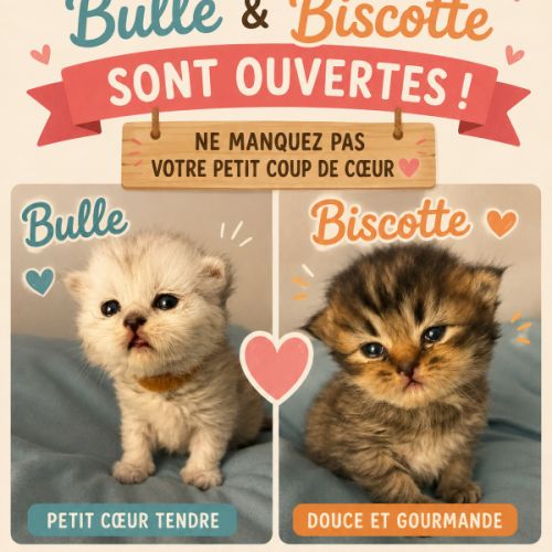 Chatons persans disponibles à la réservation #1