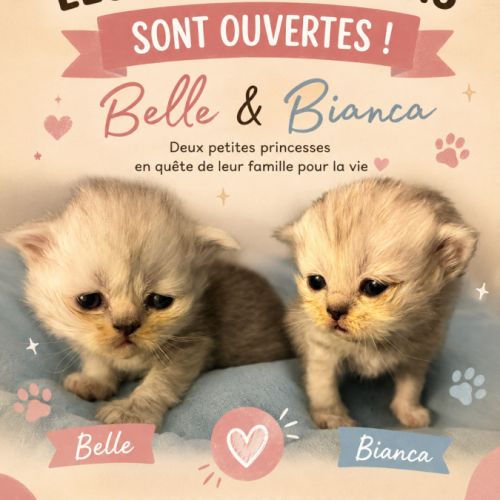 Chatons persans disponibles à la réservation #2
