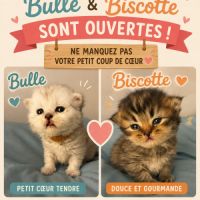 Chatons persans disponibles à la réservation #1