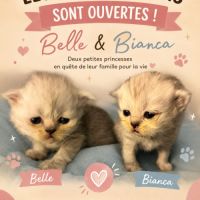 Chatons persans disponibles à la réservation #2