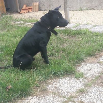 Border collie x sharpei #2