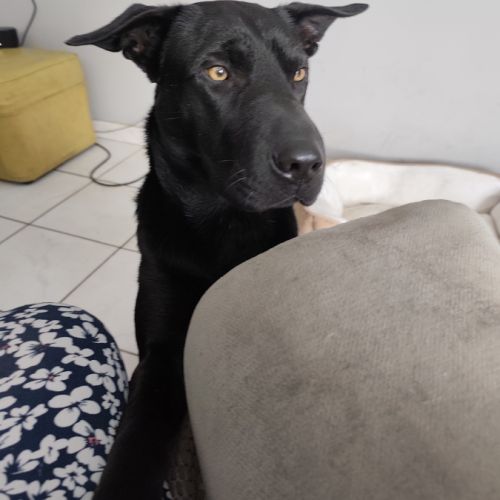 Border collie x sharpei #3