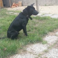 Border collie x sharpei #2