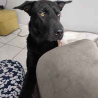 Border collie x sharpei #3