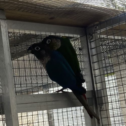 Conure molina #0