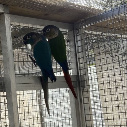 Conure molina #2