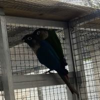 Conure molina