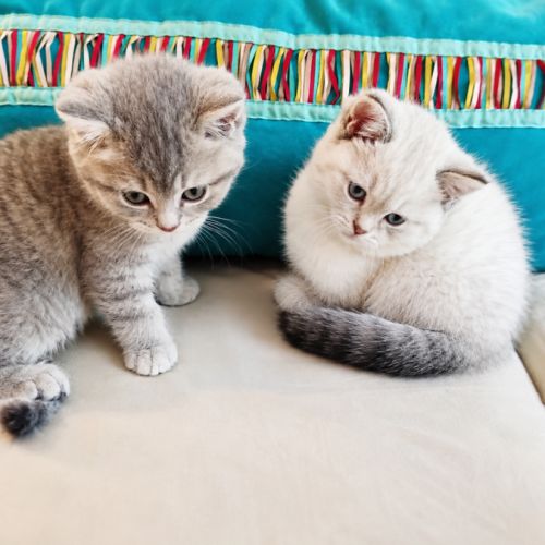 British shorthair