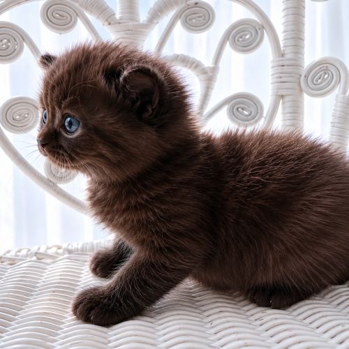 British shorthair #2