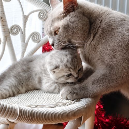 British shorthair #3