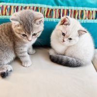 British shorthair #0