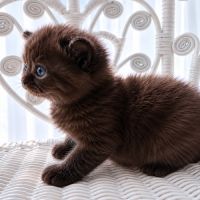 British shorthair #2