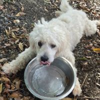 Loulou bouille d'amour #6