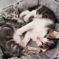 Kiara et kion à la réservation #0