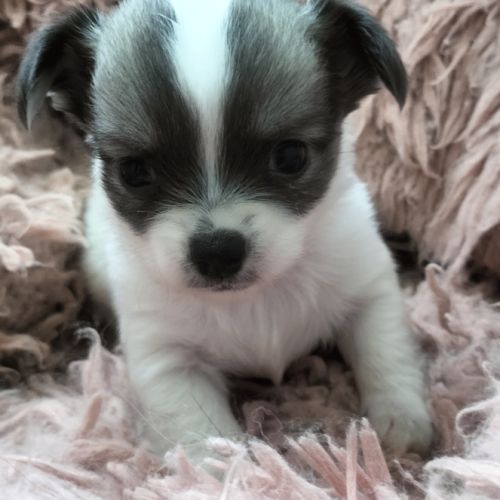 Chiot chihuahua poils longs #0