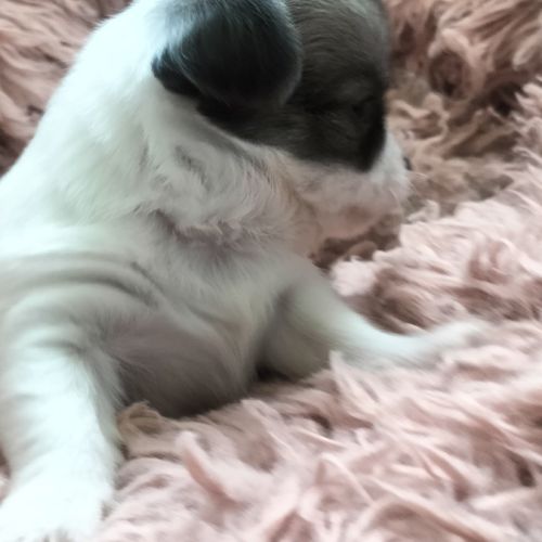 Chiot chihuahua poils longs #2