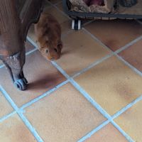 Cochon d inde #2